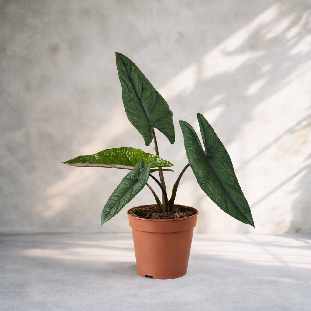 Alocasia Scalprum...