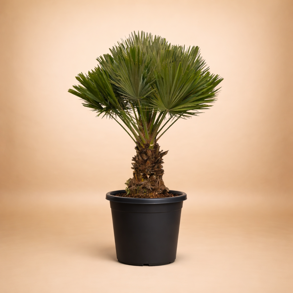 Chamaerops Humili...