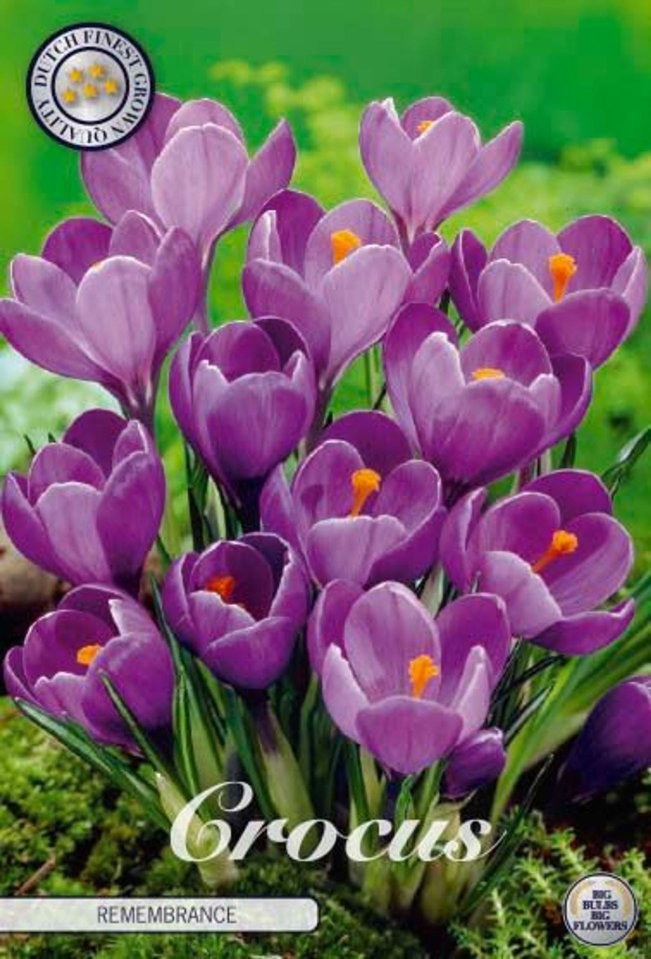 Crocus Vernus Rem...