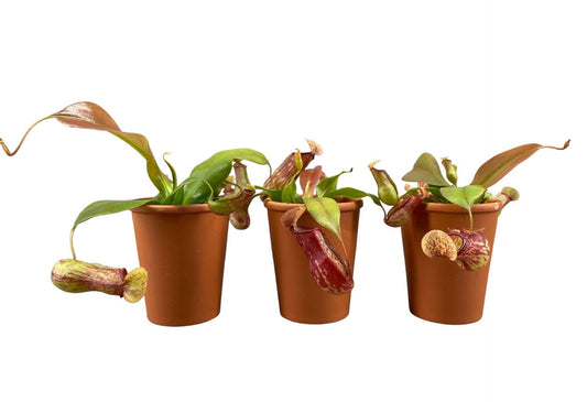 Nepenthes Alata In Terracotta Pot - Carnivorous Plant - Insect Eating Plant - Indoor Plant