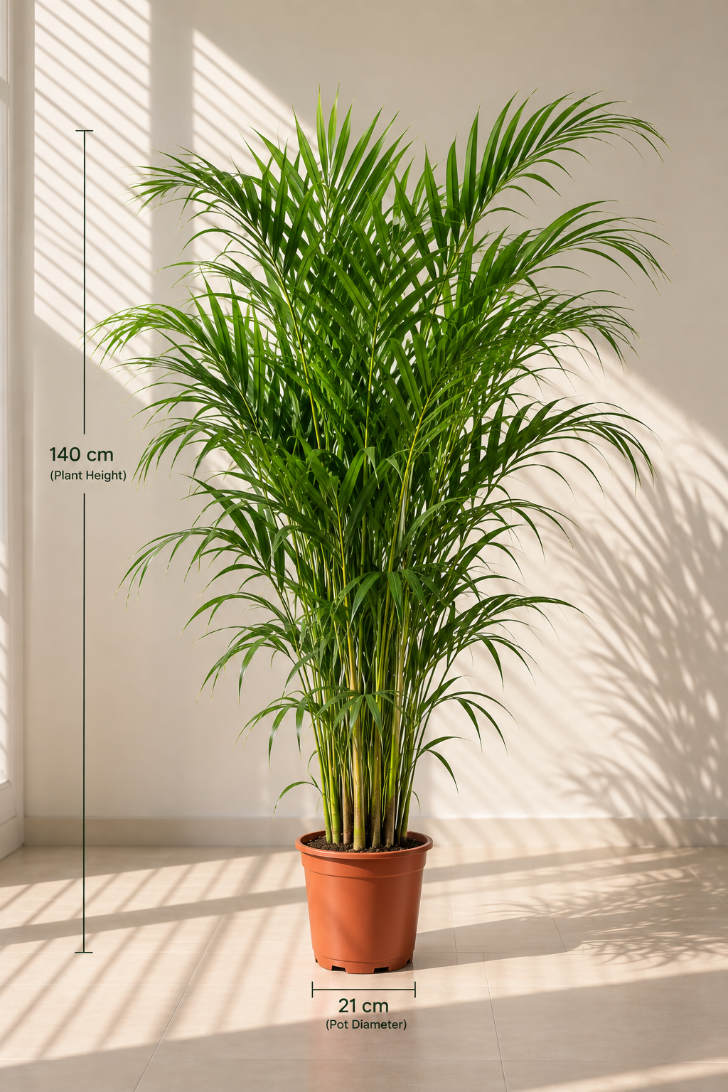 Areca Palm - Dypsis lutescens - 140cm - نبات داخلي