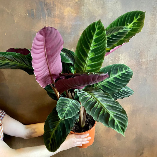 Calathea Warscewiczii - Indoor House Plant - نبات داخلي