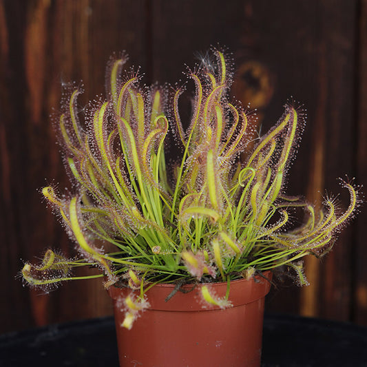 Drosera Capensis - Insect Eating Plant - Indoor Plant