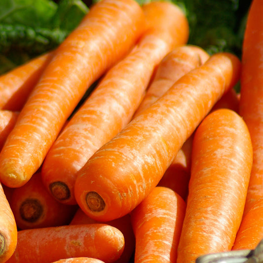 Carrot Seeds