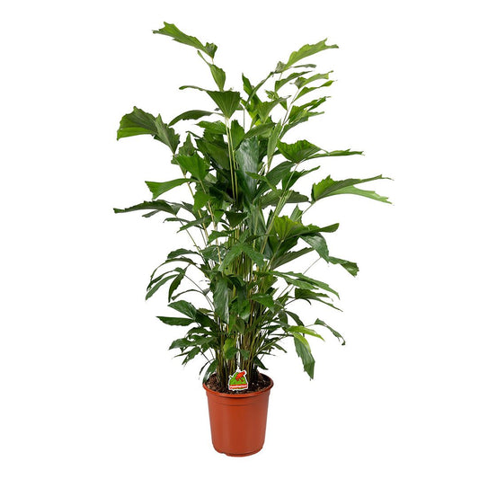 Caryota mitis - Fishtail Palm - Indoor Plant - نبات داخلي