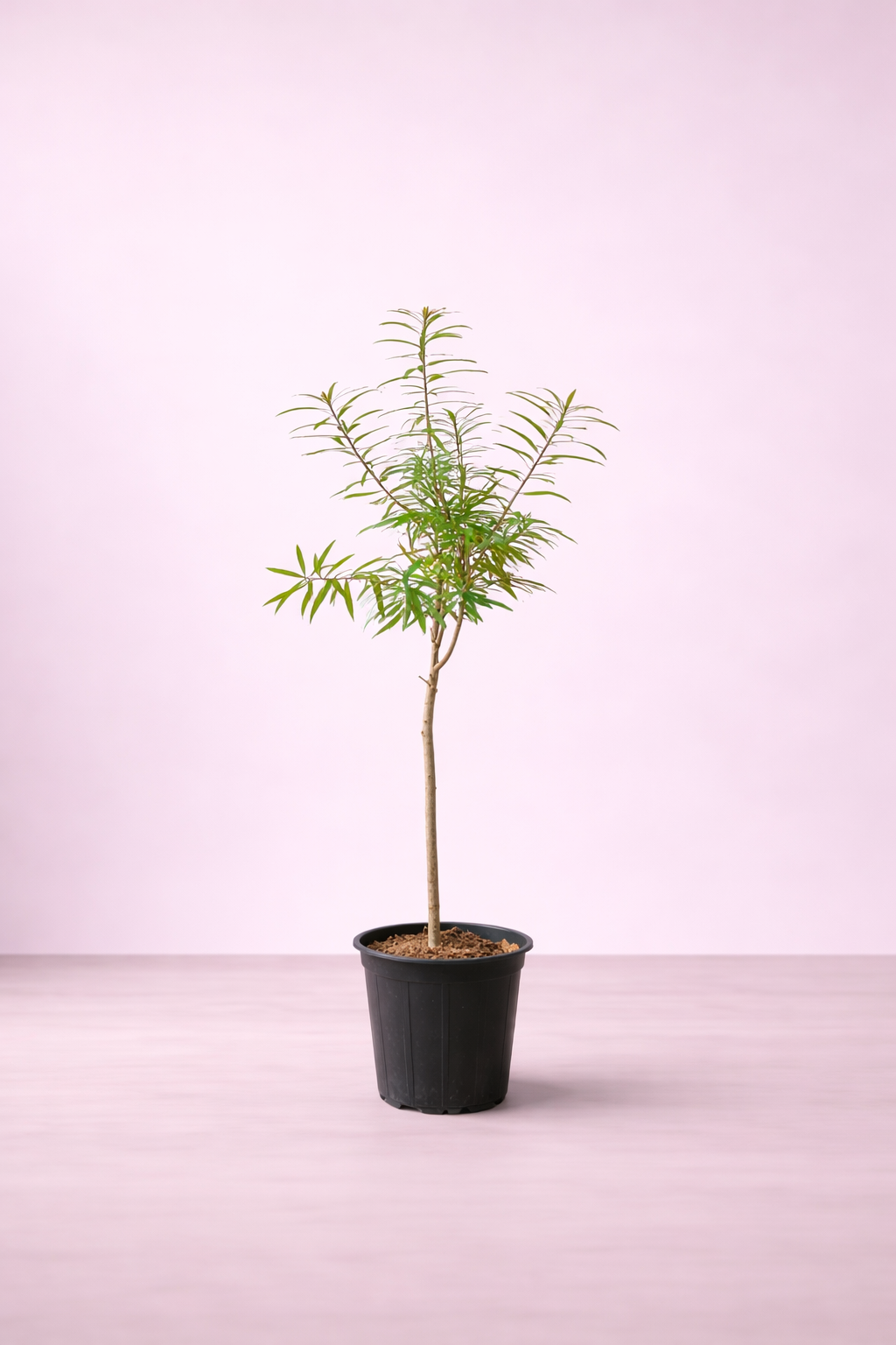 Thevetia Peruviana Tree - شجرة التيفيتيا