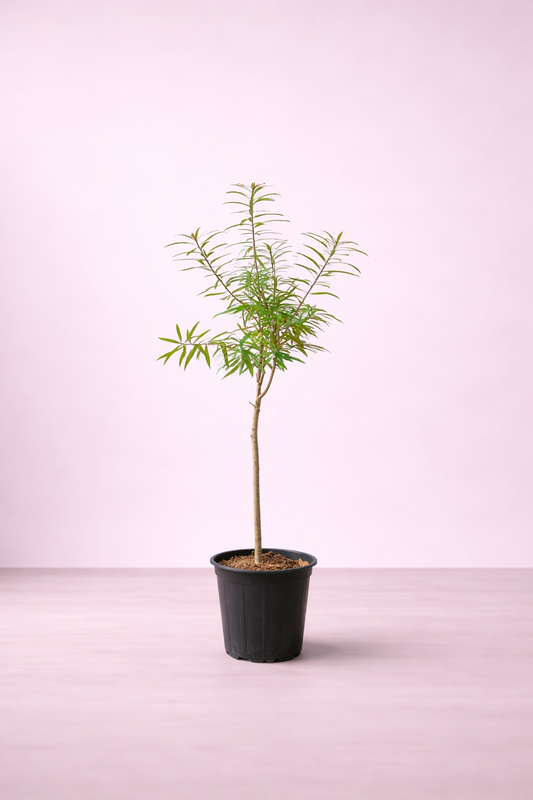 Thevetia Peruviana Tree - شجرة التيفيتيا