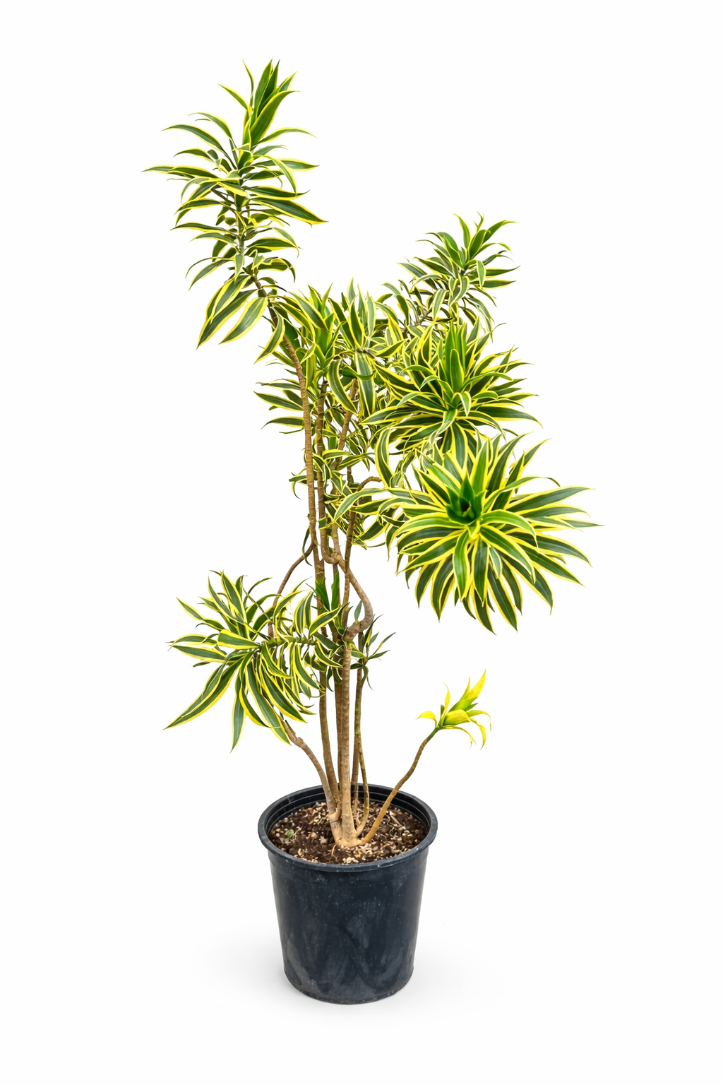 Dracaena Reflexa Song of India – Indoor House Plant | نبات داخلي – دراسينا