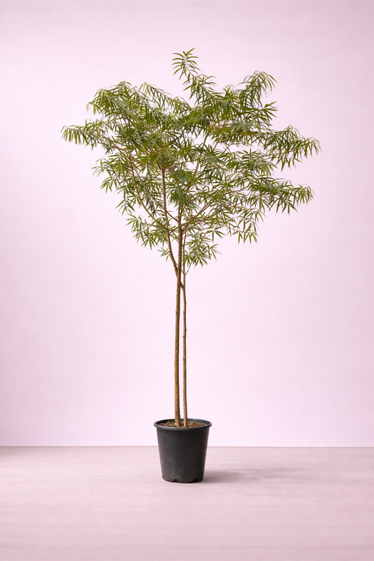 Thevetia Peruviana Tree - شجرة التيفيتيا