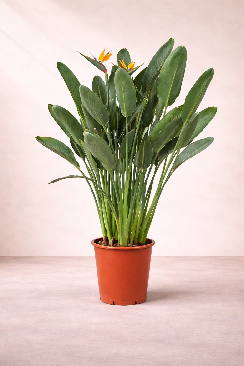 Strelitzia Regina...