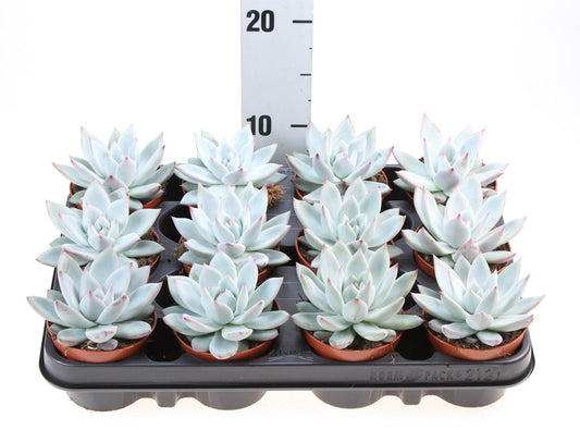 Echeveria colorata - Indoor Succulent Plant - نبات داخلي