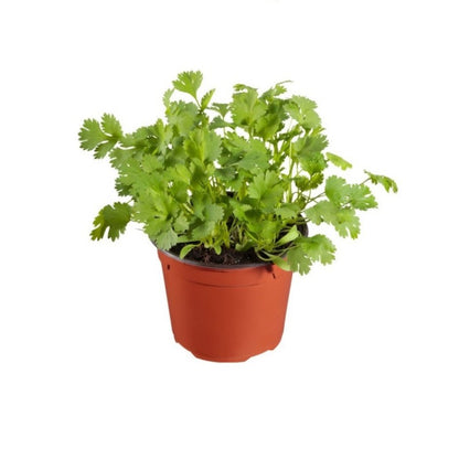 Organic Celery Herb Plant - Apium graveolens - نبات الكرفس