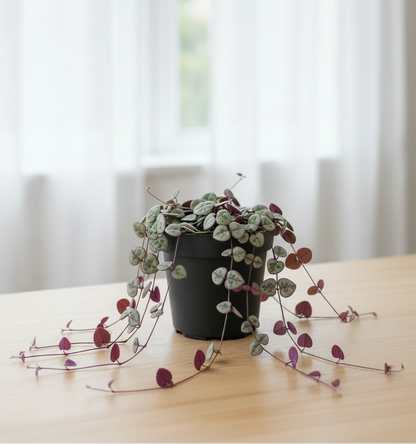 Ceropegia Woodii String of Hearts - Centered Window Natural Daylight