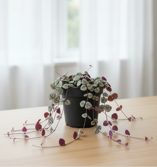 Ceropegia Woodii String of Hearts - Centered Window Natural Daylight