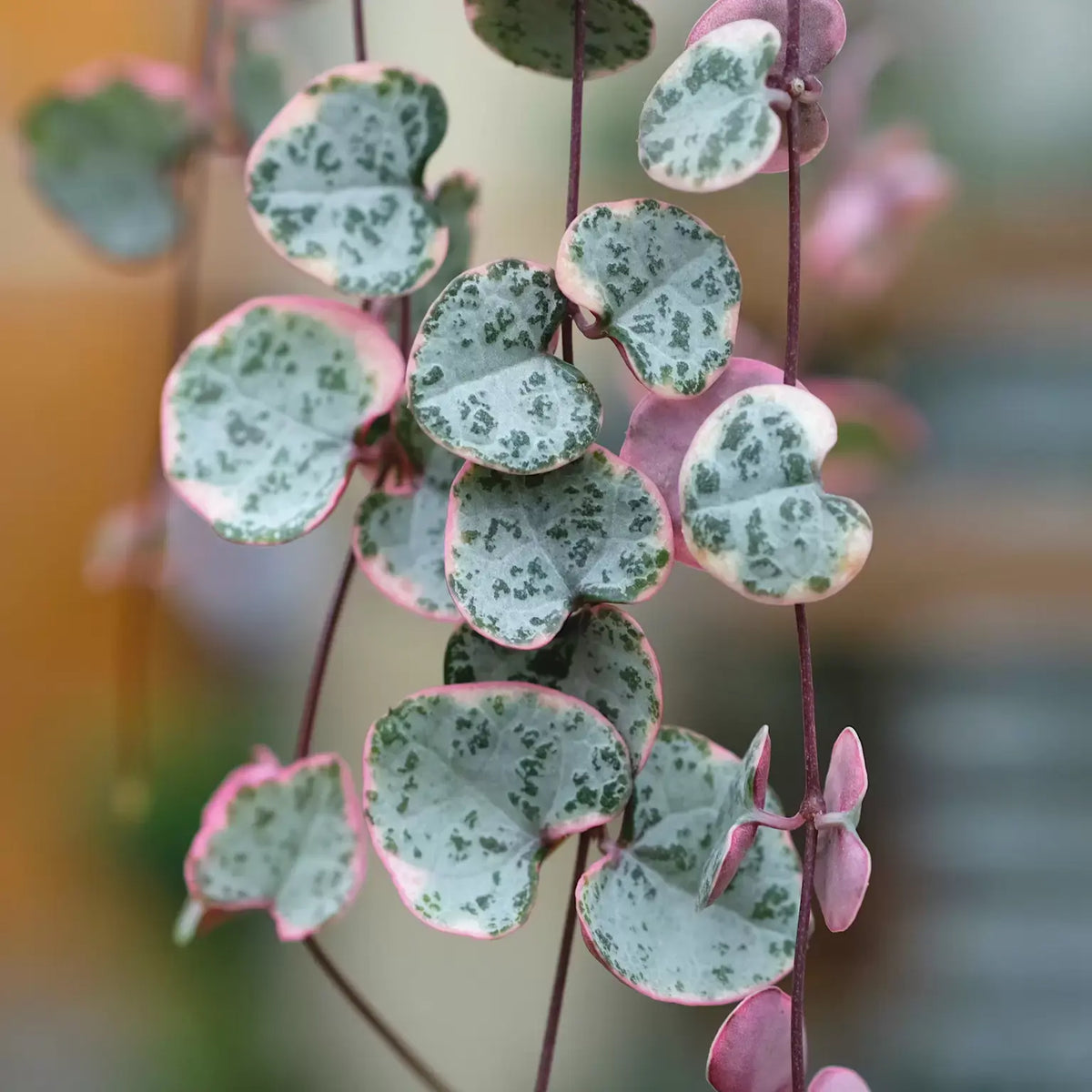 Ceropegia Woodii ...