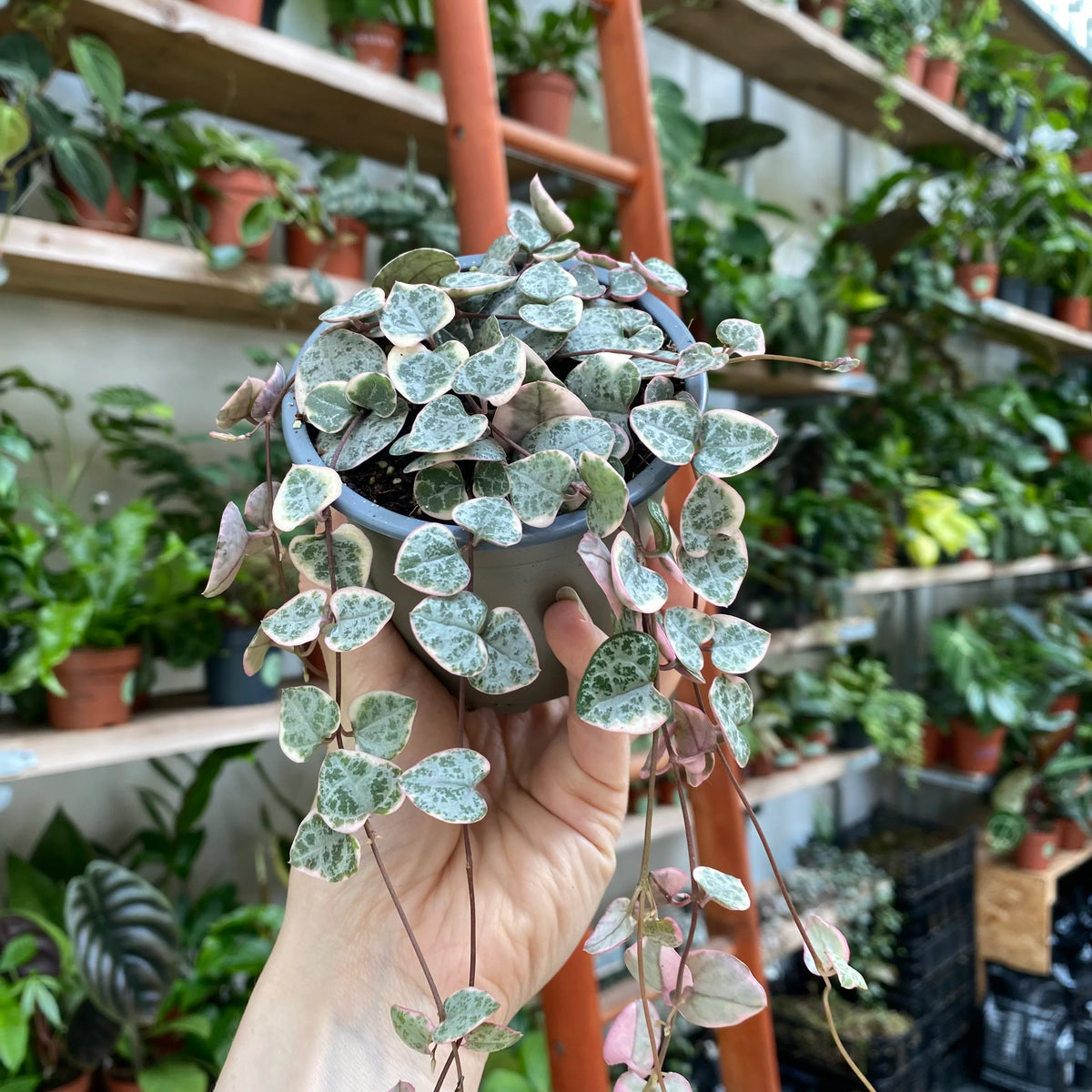 Ceropegia Woodii - String of Hearts Plant – Indoor House Plant | نبات داخلي