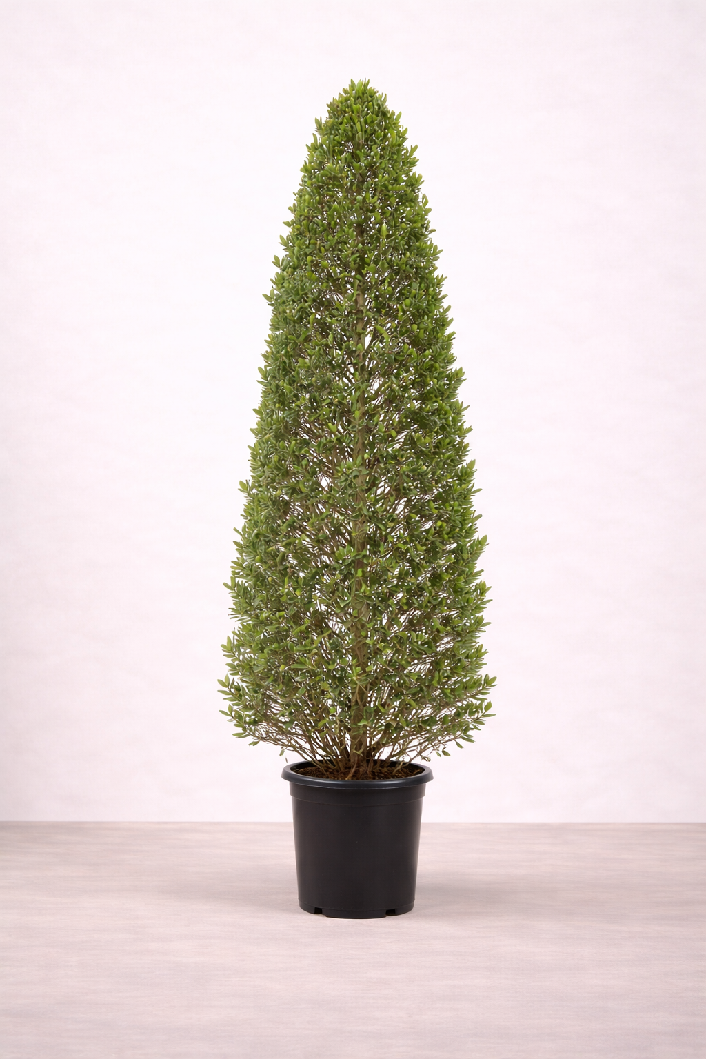 Conocarpus (Cypre...