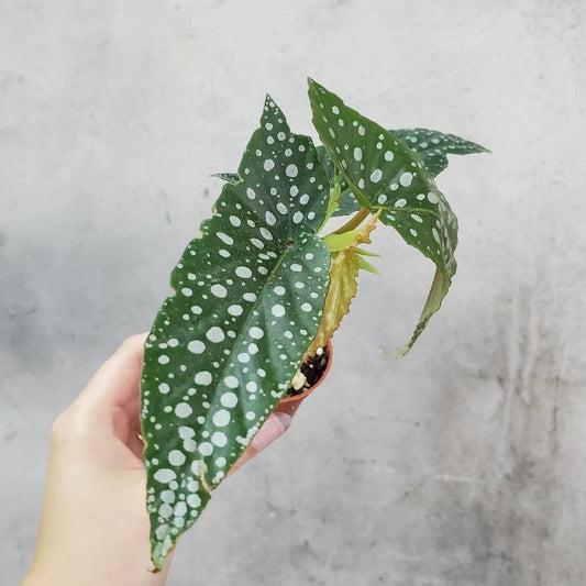 Begonia Maculata - Hand Holding White Background 6cm Pot