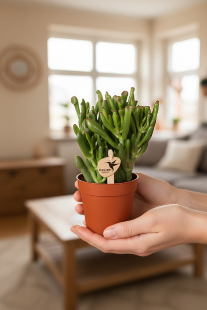 Crassula Hobbit – Lady Holding