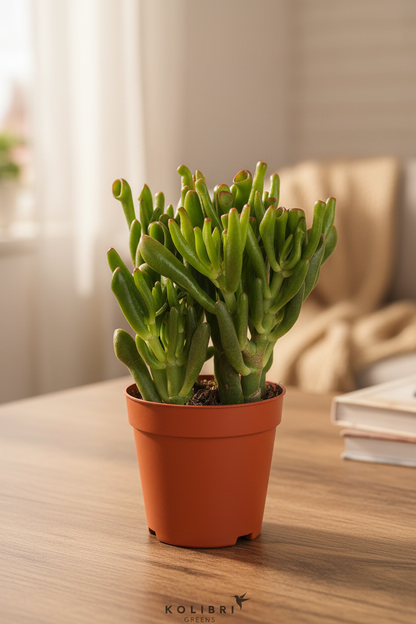 Crassula Hobbit – Tabletop