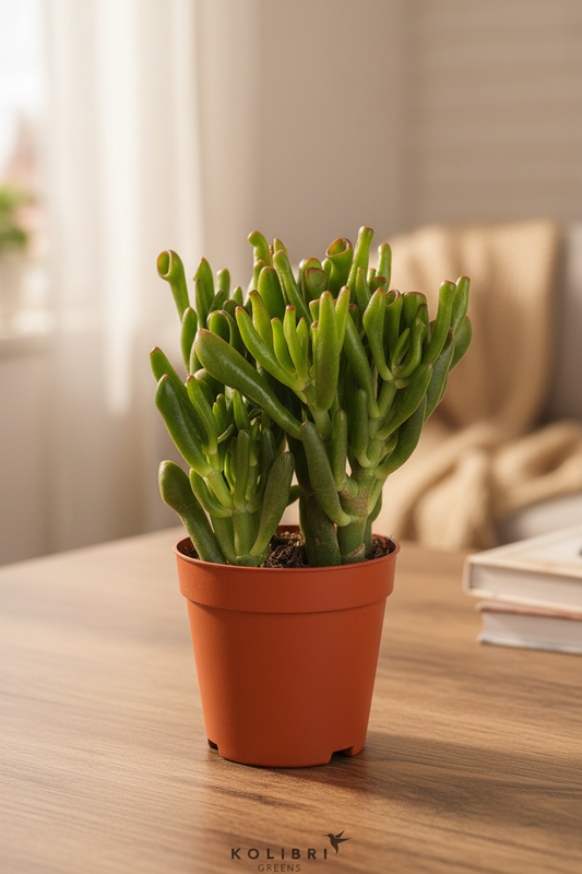 Crassula Hobbit – Lady Holding