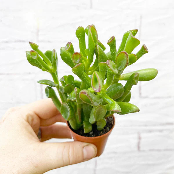 Crassula Ovata 'Hobbit' succulent plant with tubular, curled leaves, perfect for indoor decoration.