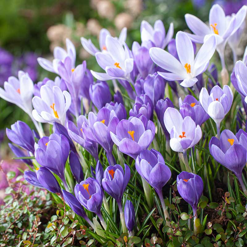 Crocus Vernus Rem...
