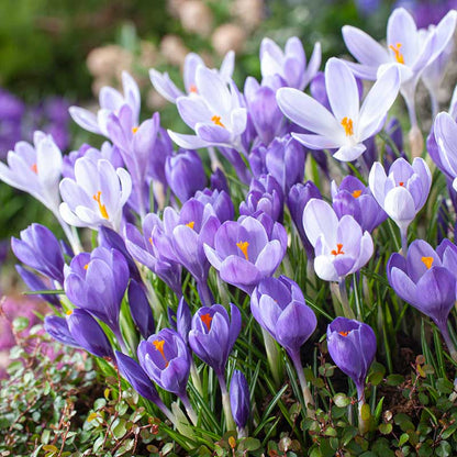 Crocus Vernus Remembrance - Flower Bulb - كروكوس فيرنوس ريممبرنس