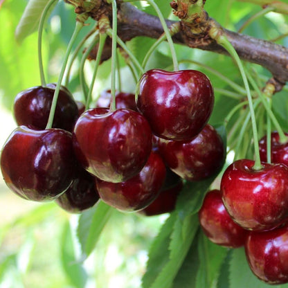 Cherry Plant 90cm - Prunus Avium Regina - نبتة الكرز