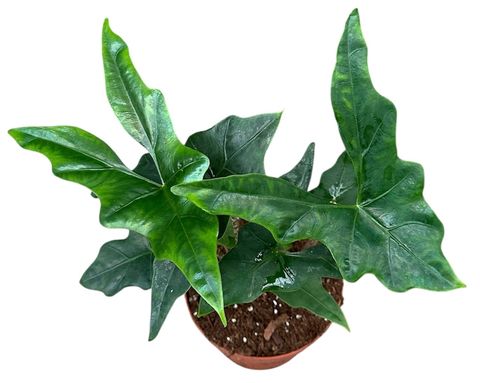 Alocasia Batwing - Rare Indoor House Plant - نبات داخلي