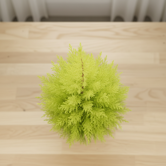 Cupressus Goldcrest Wilma - Side View Window Natural Daylight