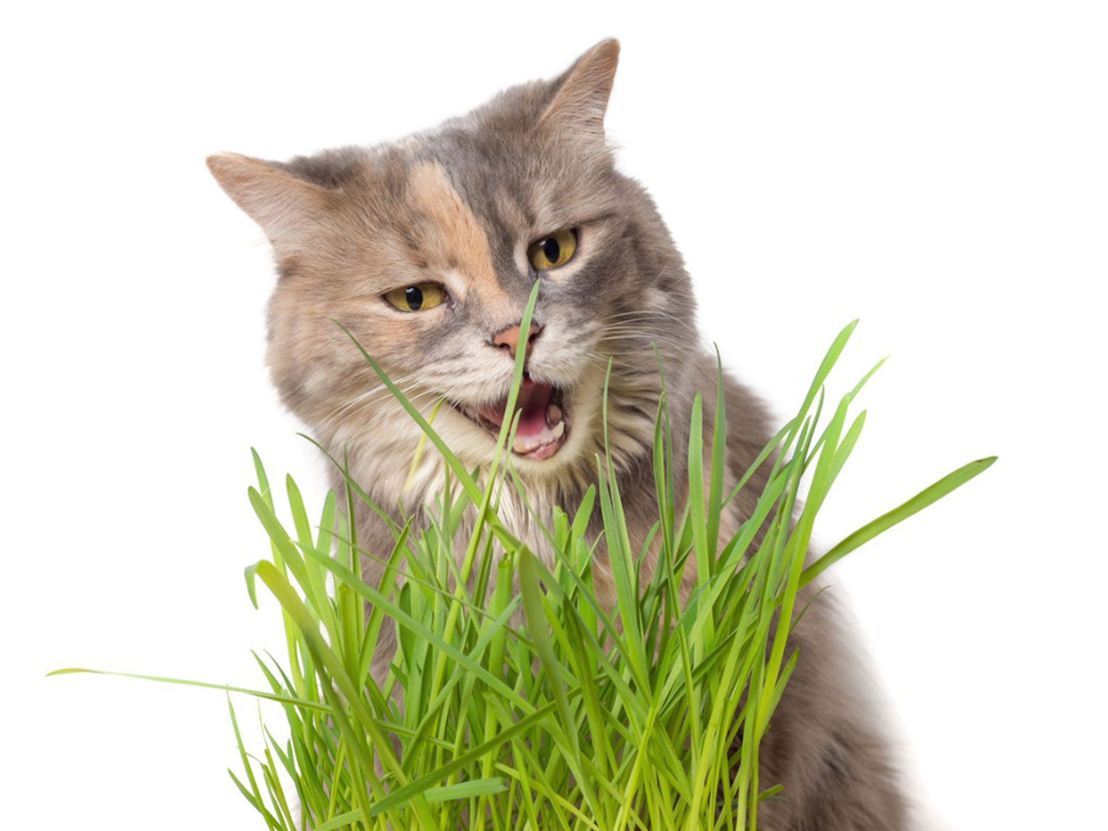 Cat Grass (Cyperus) indoor house plant with tall, lush green blades, perfect for cats and indoor décor.
