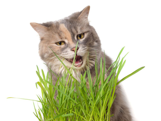 Cat Grass - Cyperus - Indoor House Plant - نبات داخلي