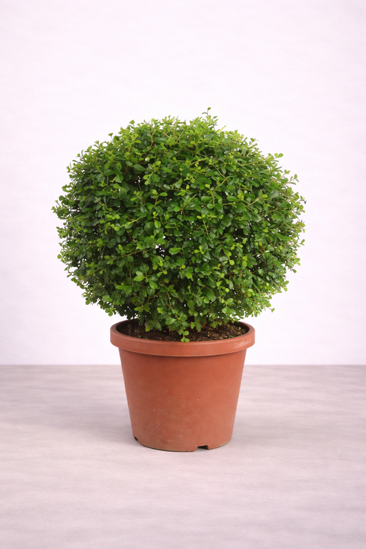 Carmona Ball Shape – نبات كارمونا كروي