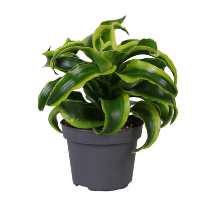 Dracaena Dragontree Tornado - Indoor House Plant - نبات داخلي - دراسينا