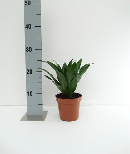 Dracaena Fragrans Compacta - Indoor House Plant - نبات داخلي