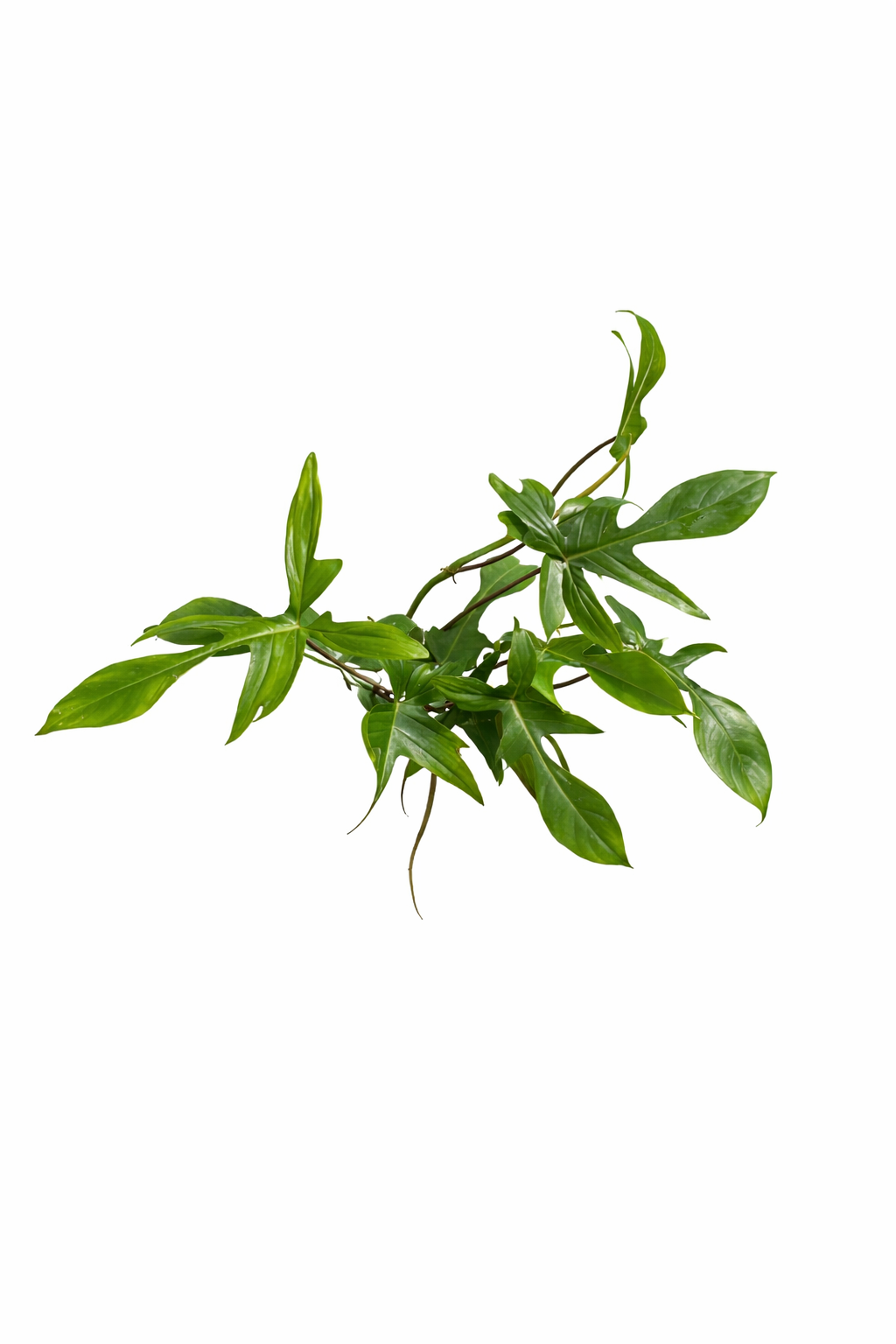 Philodendron Florida Green – Indoor House Plant | نبات داخلي
