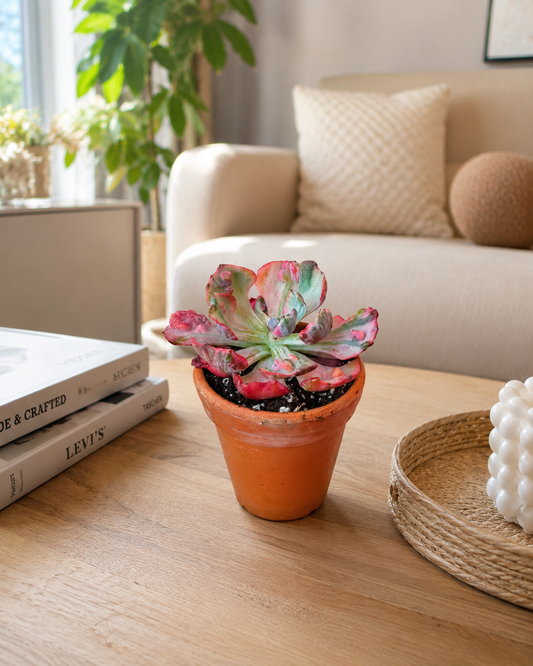 Echeveria Raindrop Variegated - Succulent Plant - Indoor House Plant - نبات داخلي