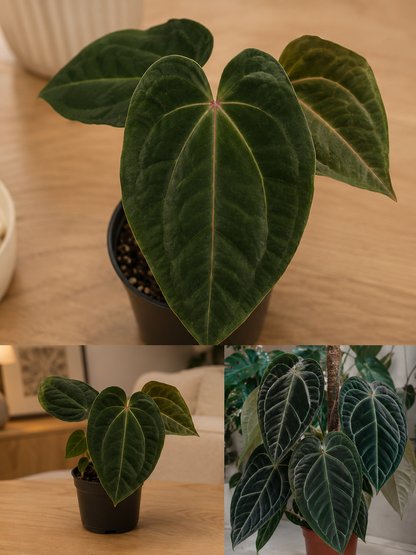 Anthurium Dark Phoenix × Red Crystallinum - Rare Indoor Plant - نبات داخلي