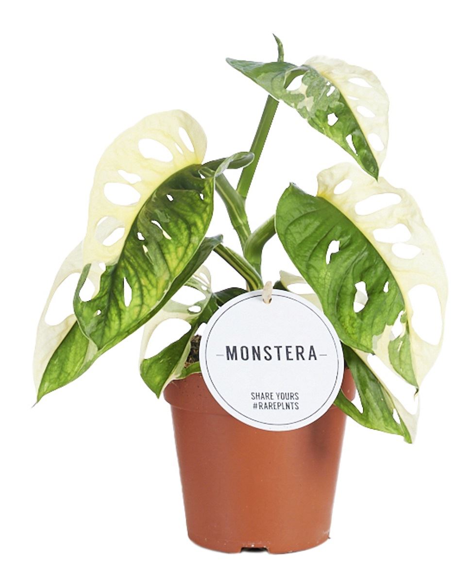 Monstera Adansonii Variegated  - Rare Indoor House Plant - نبات داخلي