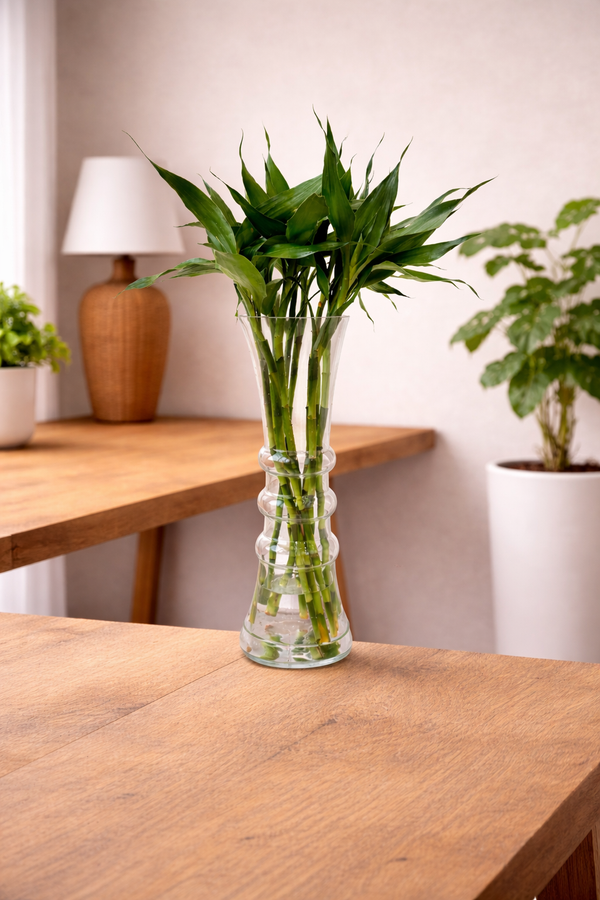 Lucky Bamboo Glass Vase Set – 10 Stalks | بامبو الحظ