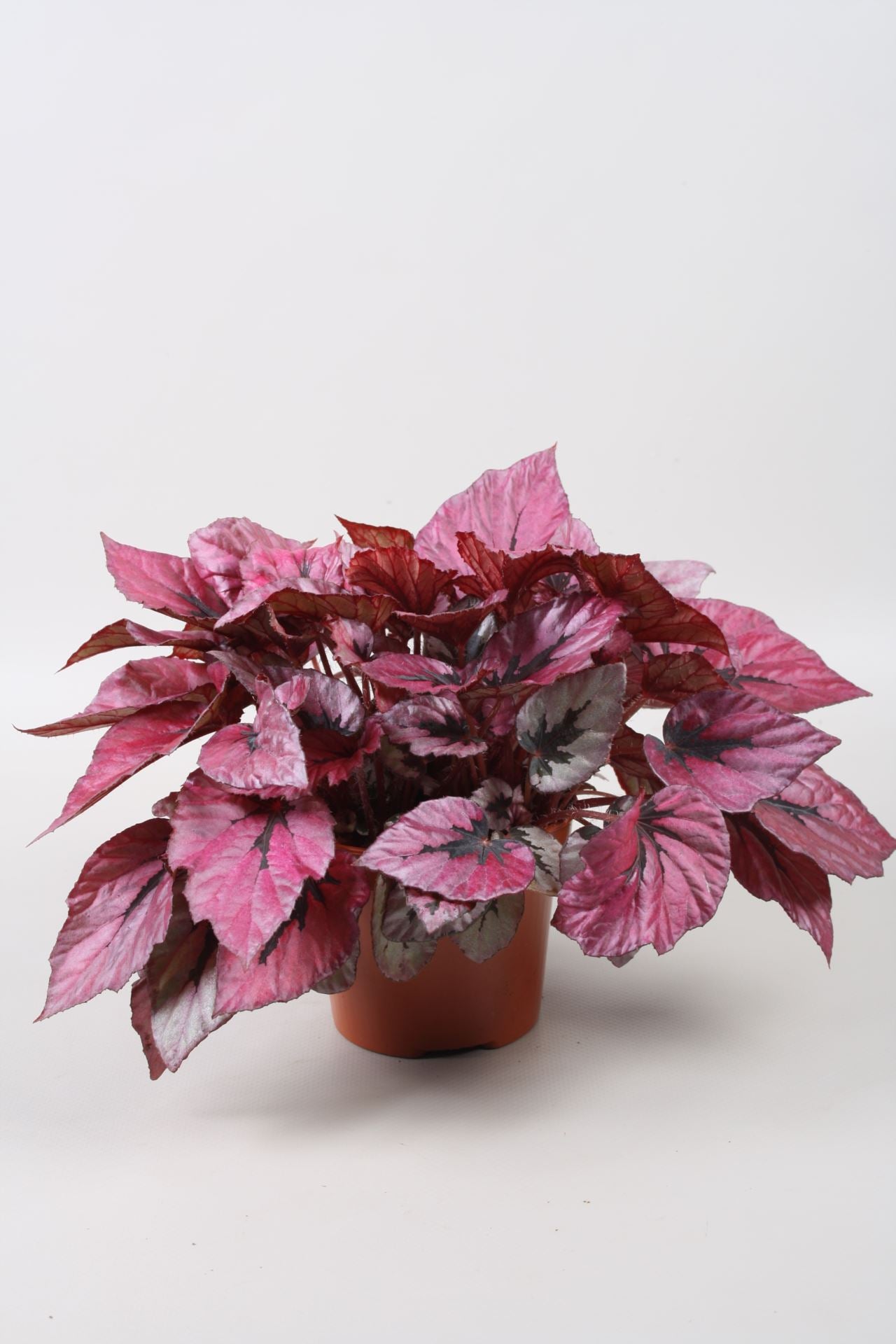 Beleaf Indian Summer - Indoor House Plant - نبات داخلي