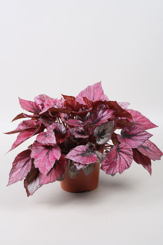 Beleaf Indian Summer - Indoor House Plant - نبات داخلي