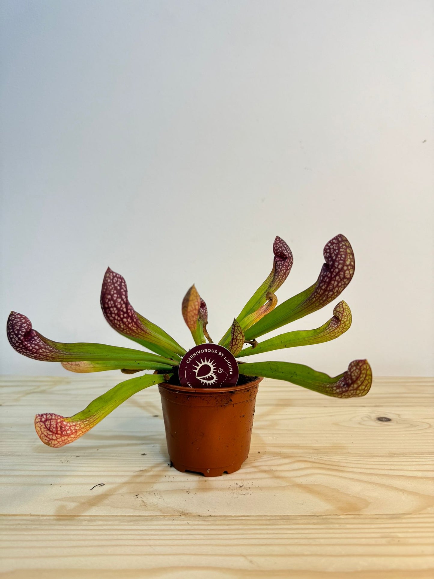 Sarracenia Plant - Insect Eating Plant - Indoor Plant