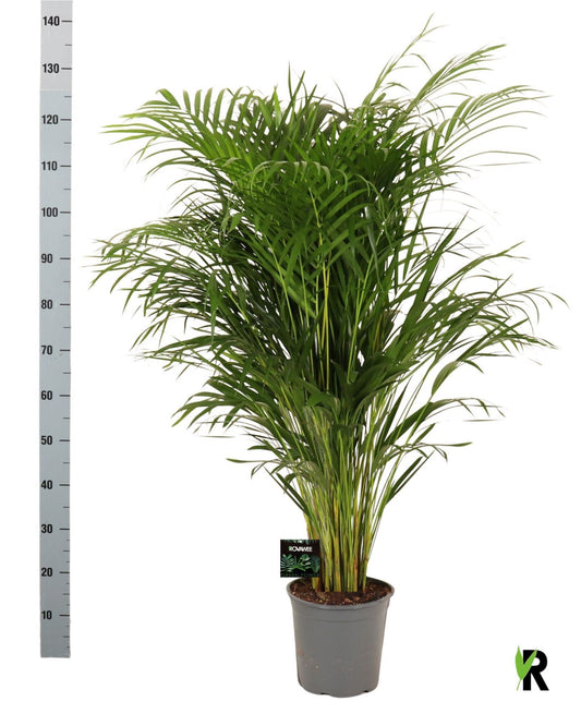 Dypsis lutescens - Areca Palm - 130cm - نبات داخلي