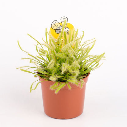 Drosera Capensis Alba- Insect Eating Carnivorous Plant - Indoor Plant - نبات داخلي - دراسينا