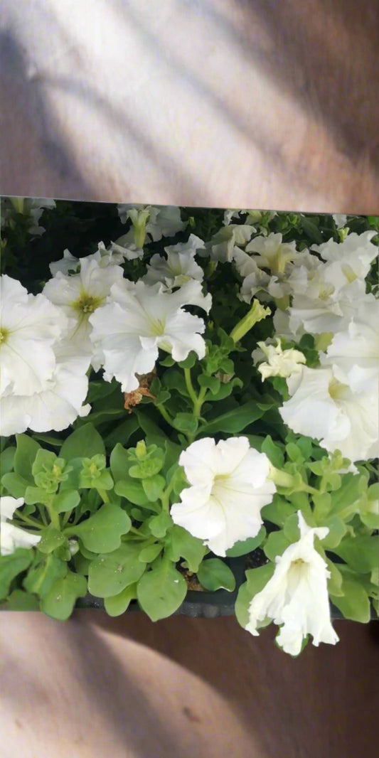 Petunia Plant in Tray – ورد البيتونيا - Seasonal Flower Plant