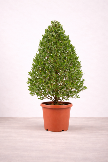 Conocarpus (Cypress Shape) – نبات كونوكاربس شكل سرو