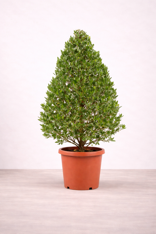 Conocarpus (Cypress Shape) – نبات كونوكاربس شكل سرو