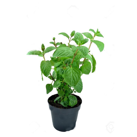 Mint (Organic)
